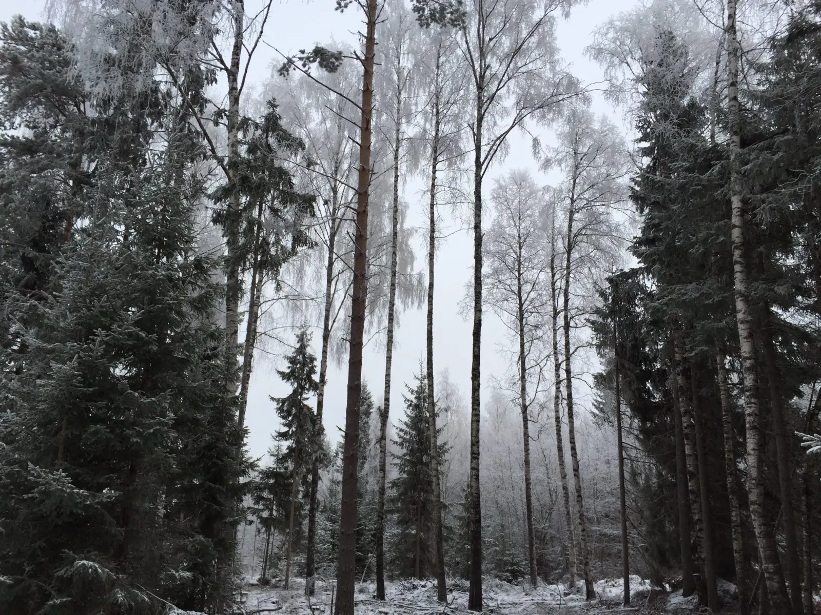 Misty winter forest | 2014