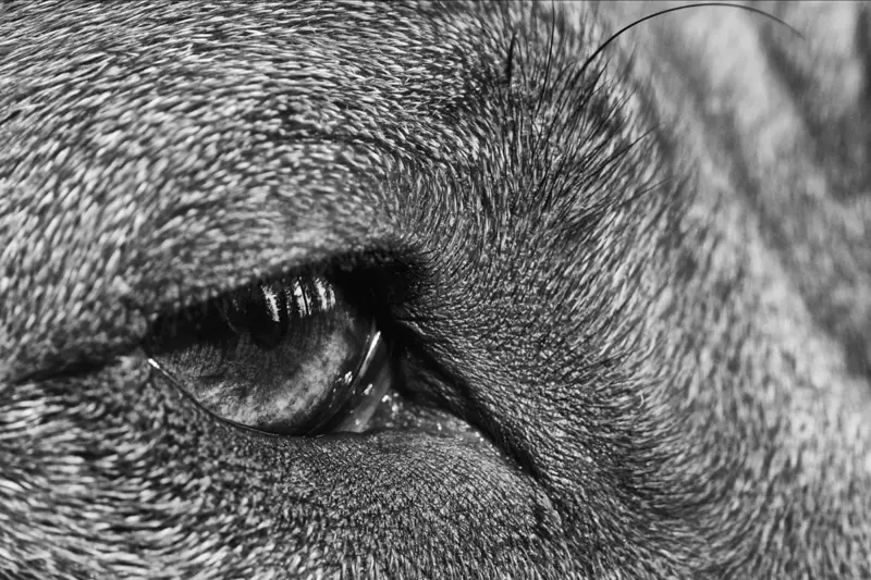 Ridgeback eye close-up | 2012
